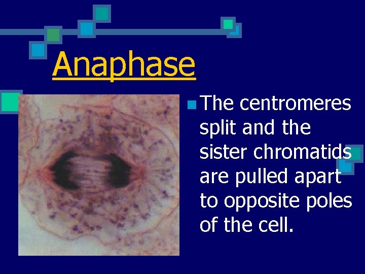 Anaphase n The centromeres split and the sister chromatids are pulled apart to opposite