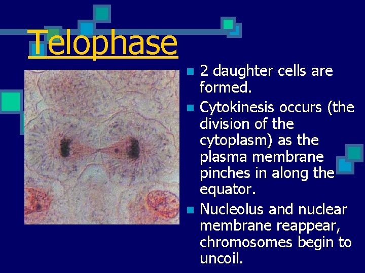 Telophase n n n 2 daughter cells are formed. Cytokinesis occurs (the division of