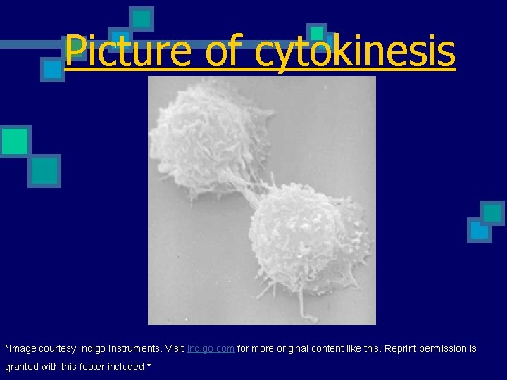 Picture of cytokinesis *Image courtesy Indigo Instruments. Visit indigo. com for more original content