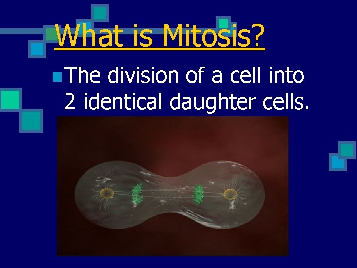 What is Mitosis? n The division of a cell into 2 identical daughter cells.