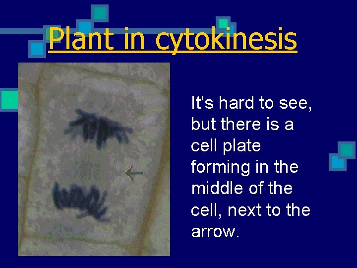 Plant in cytokinesis It’s hard to see, but there is a cell plate forming