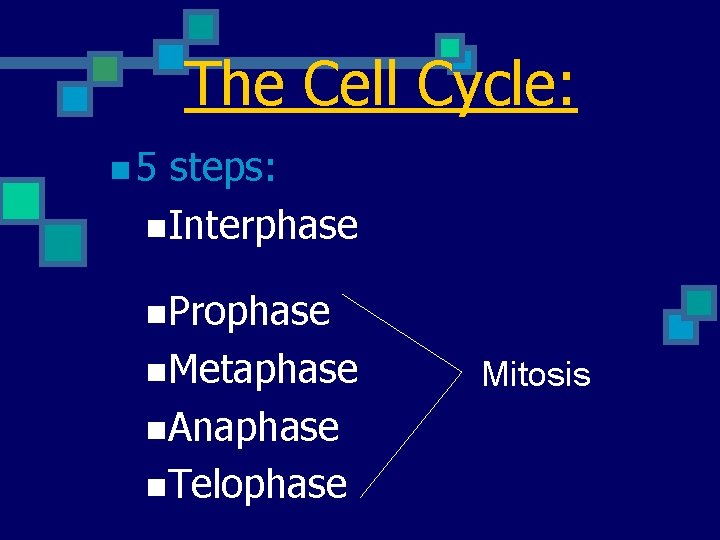 The Cell Cycle: n 5 steps: n. Interphase n. Prophase n. Metaphase n. Anaphase