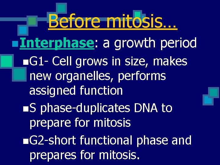 Before mitosis… n Interphase: n. G 1 - a growth period Cell grows in