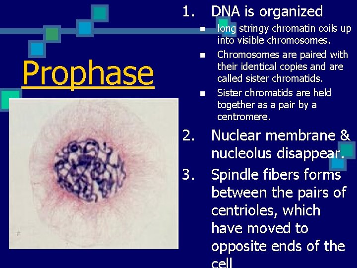 1. DNA is organized n n Prophase n 2. 3. long stringy chromatin coils