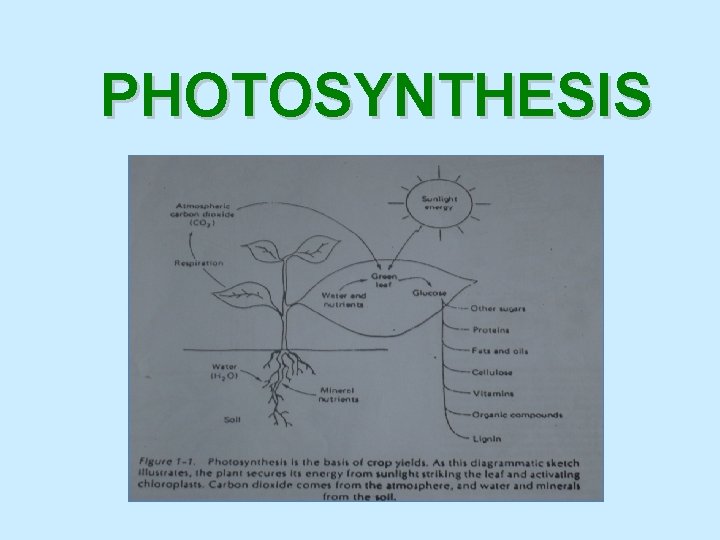 PHOTOSYNTHESIS 