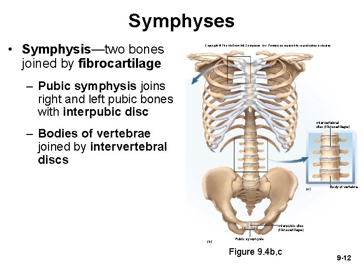 Symphyses • Symphysis—two bones joined by fibrocartilage Copyright © The Mc. Graw-Hill Companies, Inc.