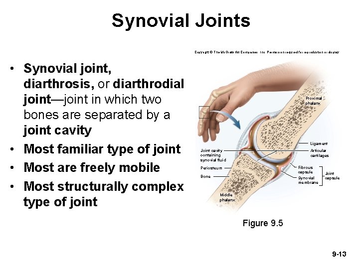 Synovial Joints Copyright © The Mc. Graw-Hill Companies, Inc. Permission required for reproduction or