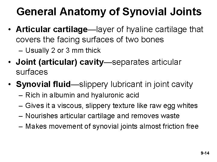 General Anatomy of Synovial Joints • Articular cartilage—layer of hyaline cartilage that covers the