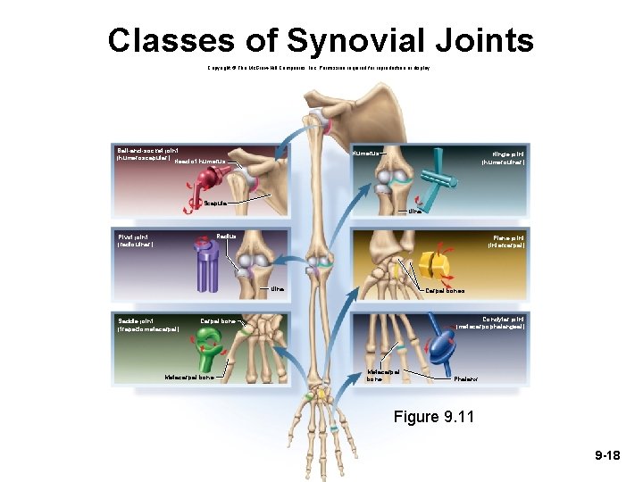 Classes of Synovial Joints Copyright © The Mc. Graw-Hill Companies, Inc. Permission required for Classes of Synovial Joints Copyright © The Mc. Graw-Hill Companies, Inc. Permission required for
