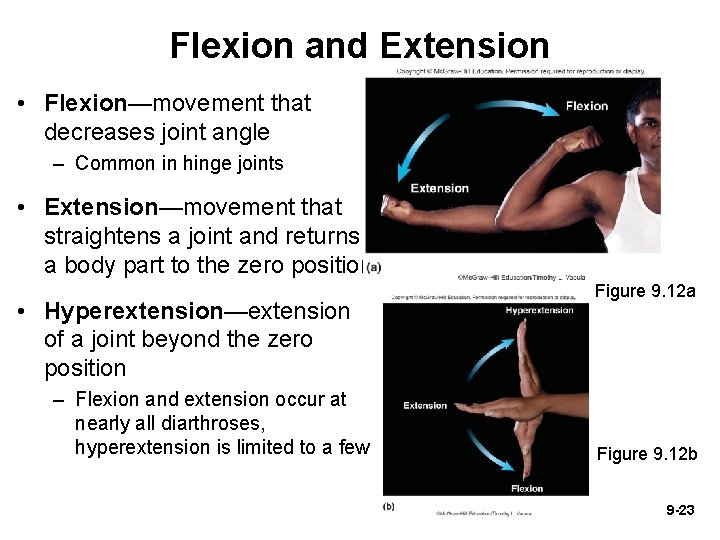 Flexion and Extension • Flexion—movement that decreases joint angle – Common in hinge joints