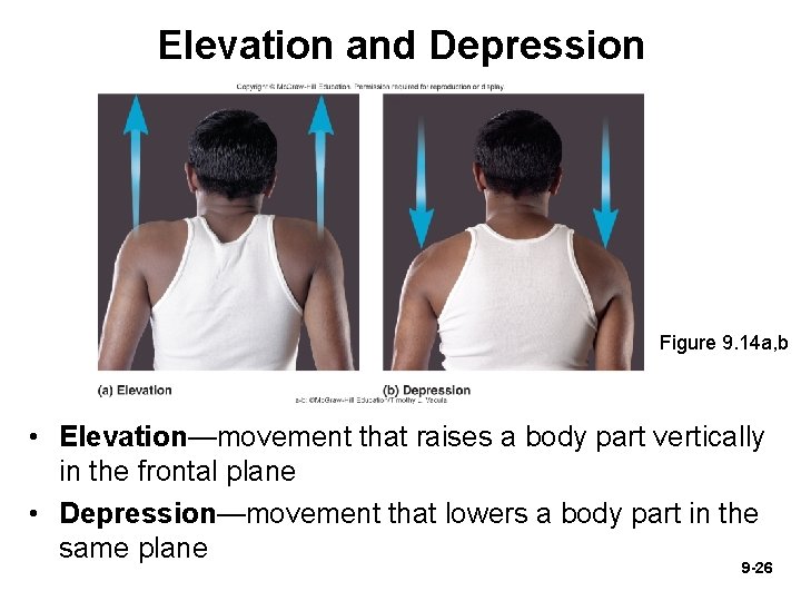 Elevation and Depression Figure 9. 14 a, b • Elevation—movement that raises a body