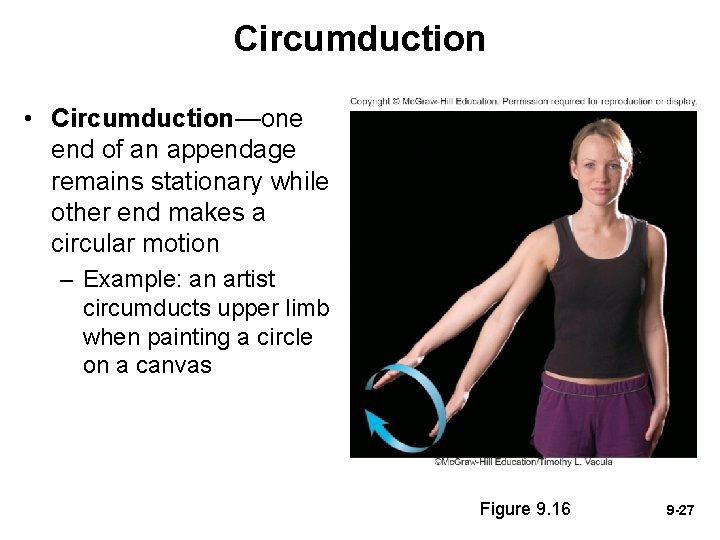 Circumduction • Circumduction—one end of an appendage remains stationary while other end makes a Circumduction • Circumduction—one end of an appendage remains stationary while other end makes a