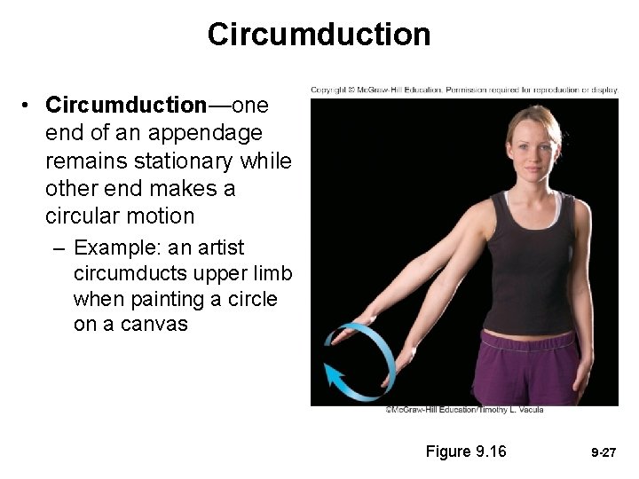 Circumduction • Circumduction—one end of an appendage remains stationary while other end makes a