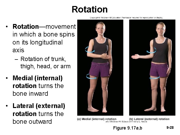 Rotation • Rotation—movement in which a bone spins on its longitudinal axis – Rotation Rotation • Rotation—movement in which a bone spins on its longitudinal axis – Rotation