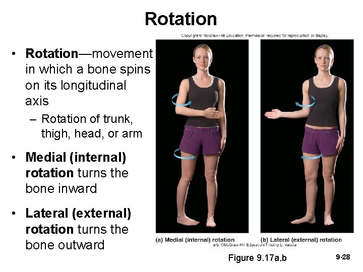 Rotation • Rotation—movement in which a bone spins on its longitudinal axis – Rotation