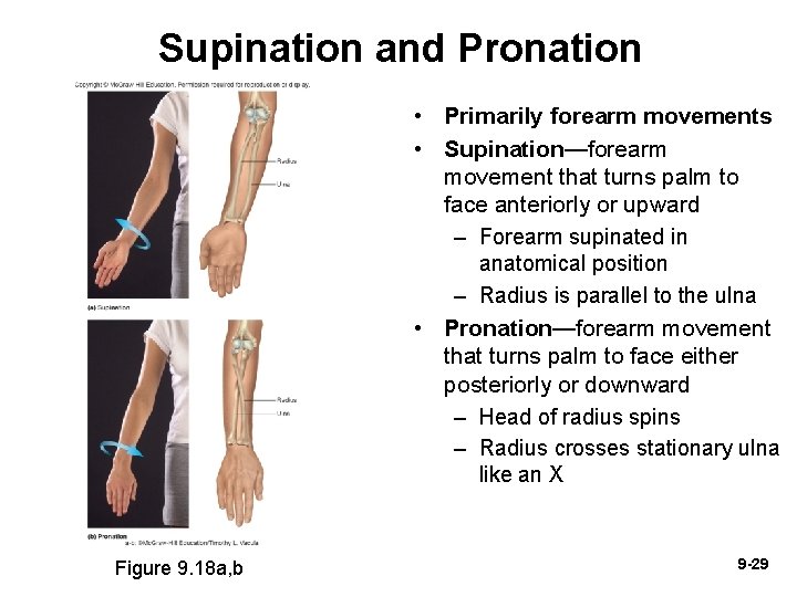 Supination and Pronation • Primarily forearm movements • Supination—forearm movement that turns palm to