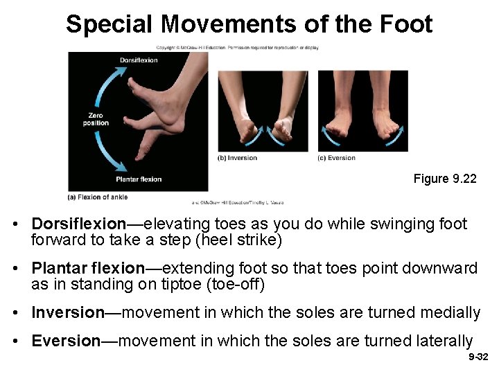 Special Movements of the Foot Figure 9. 22 • Dorsiflexion—elevating toes as you do Special Movements of the Foot Figure 9. 22 • Dorsiflexion—elevating toes as you do
