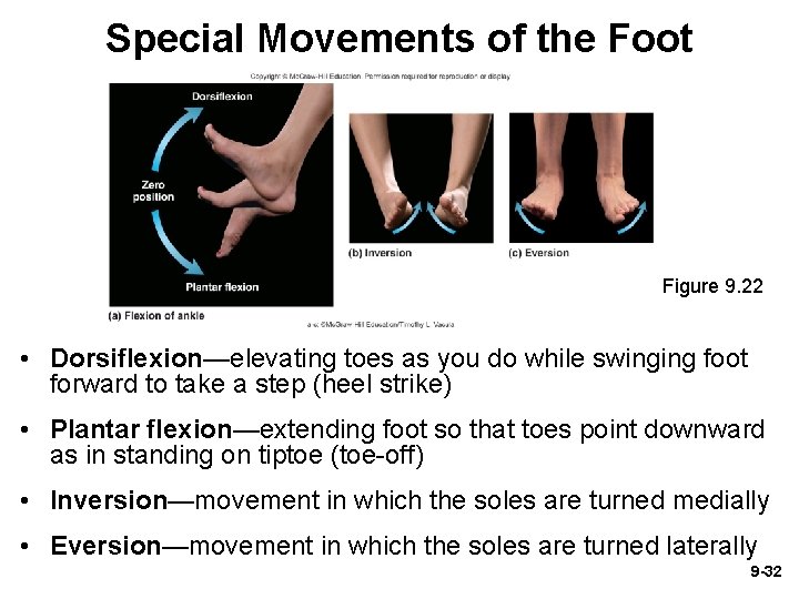 Special Movements of the Foot Figure 9. 22 • Dorsiflexion—elevating toes as you do