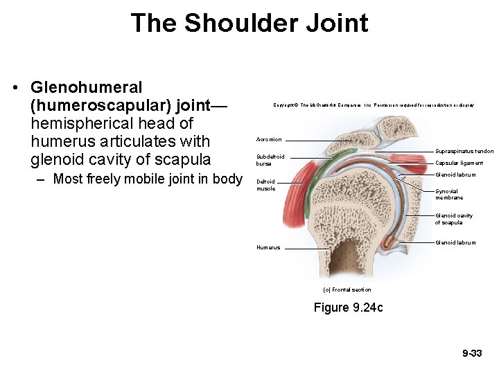 The Shoulder Joint • Glenohumeral (humeroscapular) joint— hemispherical head of humerus articulates with glenoid