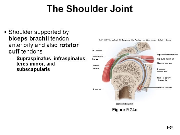 The Shoulder Joint • Shoulder supported by biceps brachii tendon anteriorly and also rotator The Shoulder Joint • Shoulder supported by biceps brachii tendon anteriorly and also rotator