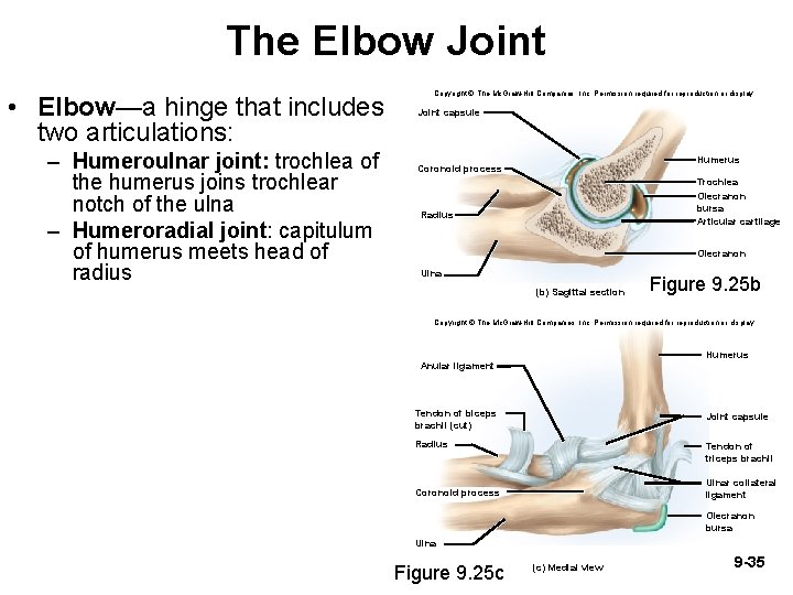 The Elbow Joint • Elbow—a hinge that includes two articulations: – Humeroulnar joint: trochlea The Elbow Joint • Elbow—a hinge that includes two articulations: – Humeroulnar joint: trochlea