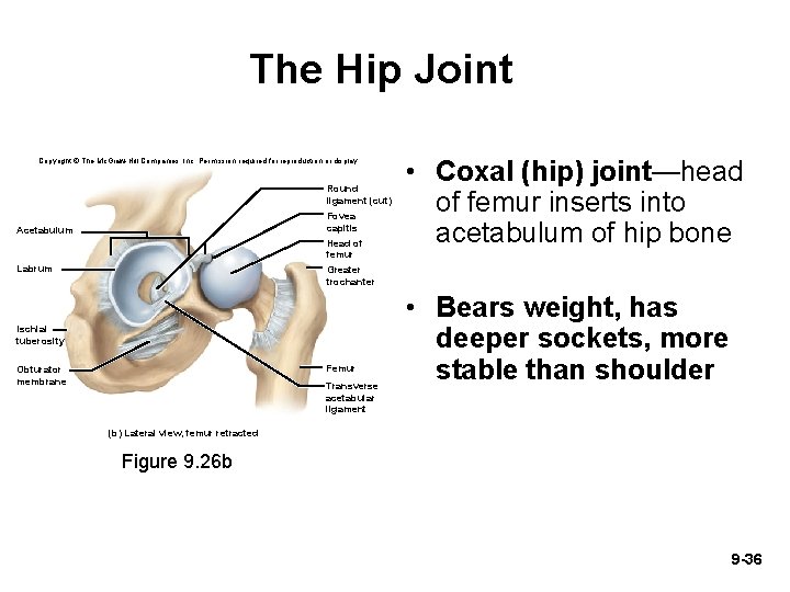 The Hip Joint Copyright © The Mc. Graw-Hill Companies, Inc. Permission required for reproduction The Hip Joint Copyright © The Mc. Graw-Hill Companies, Inc. Permission required for reproduction