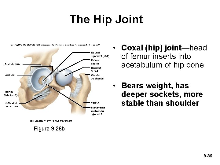 The Hip Joint Copyright © The Mc. Graw-Hill Companies, Inc. Permission required for reproduction