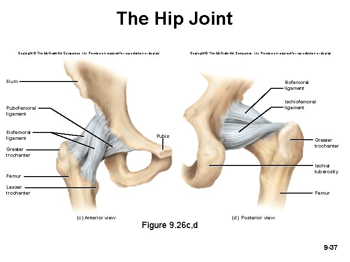 The Hip Joint Copyright © The Mc. Graw-Hill Companies, Inc. Permission required for reproduction The Hip Joint Copyright © The Mc. Graw-Hill Companies, Inc. Permission required for reproduction