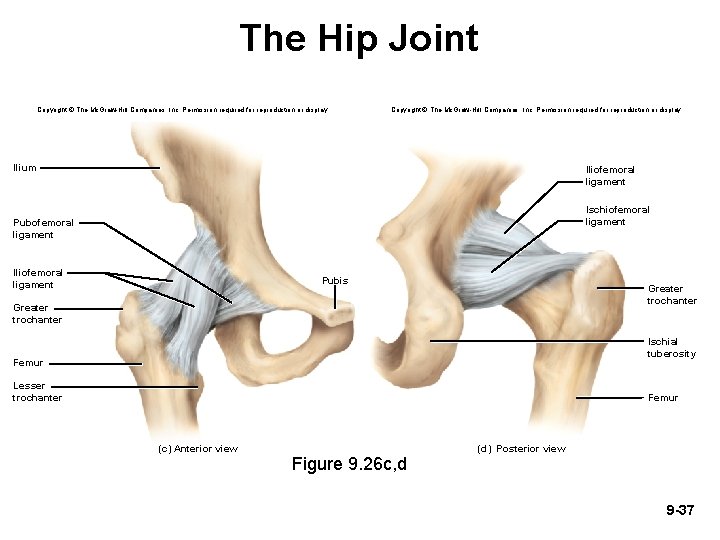 The Hip Joint Copyright © The Mc. Graw-Hill Companies, Inc. Permission required for reproduction