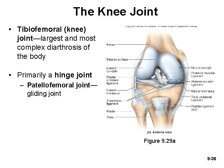 The Knee Joint • Tibiofemoral (knee) joint—largest and most complex diarthrosis of the body