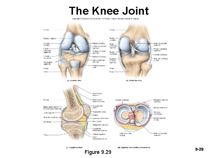 The Knee Joint Figure 9. 29 9 -39 