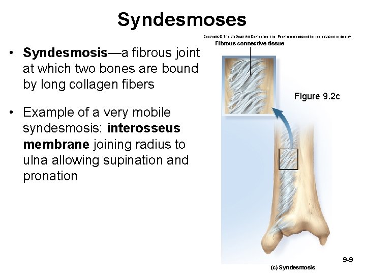 Syndesmoses Copyright © The Mc. Graw-Hill Companies, Inc. Permission required for reproduction or display. Syndesmoses Copyright © The Mc. Graw-Hill Companies, Inc. Permission required for reproduction or display.