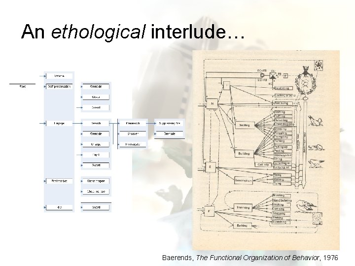 An ethological interlude… Baerends, The Functional Organization of Behavior, 1976 