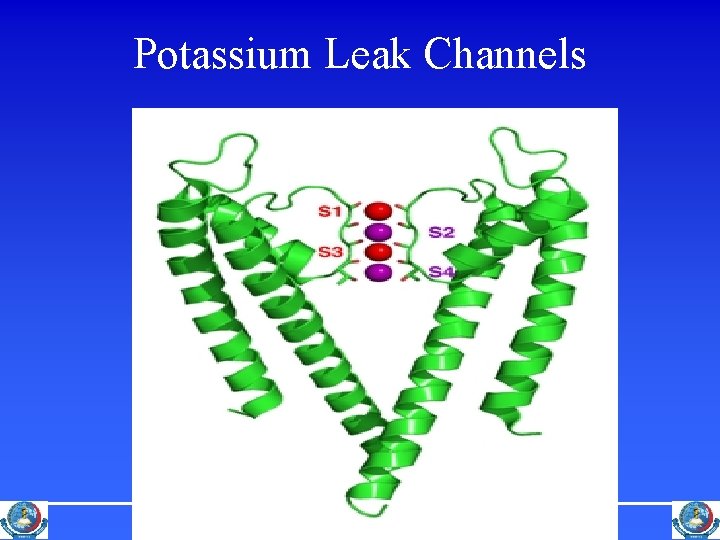 Potassium Leak Channels Peshawar Medical College NWFP Pakistan 