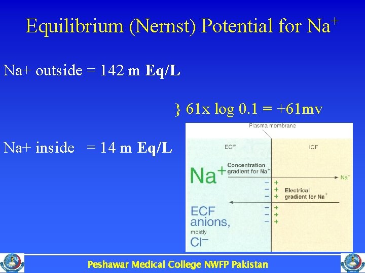 Equilibrium (Nernst) Potential for Na+ outside = 142 m Eq/L } 61 x log