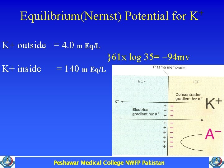 Equilibrium(Nernst) Potential for K+ K+ outside = 4. 0 m Eq/L }61 x log