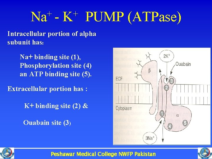 Na+ - K+ PUMP (ATPase) Intracellular portion of alpha subunit has: Na+ binding site