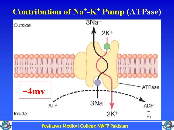 Contribution of Na+-K+ Pump (ATPase) -4 mv Peshawar Medical College NWFP Pakistan 