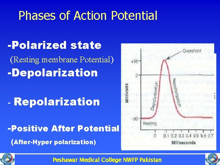 Phases of Action Potential -Polarized state (Resting membrane Potential) -Depolarization - Repolarization -Positive After