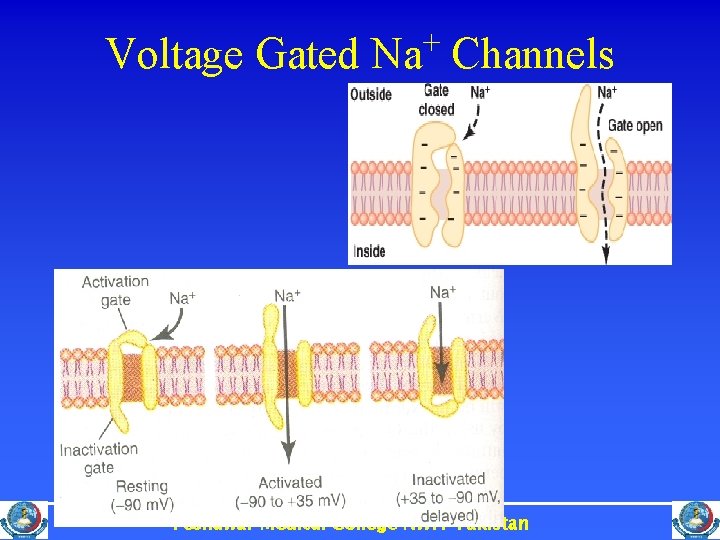 Voltage Gated Na+ Channels Peshawar Medical College NWFP Pakistan 