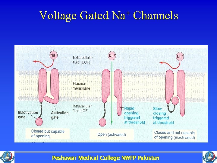 Voltage Gated Na+ Channels Peshawar Medical College NWFP Pakistan 