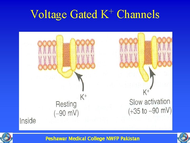 Voltage Gated K+ Channels Peshawar Medical College NWFP Pakistan 