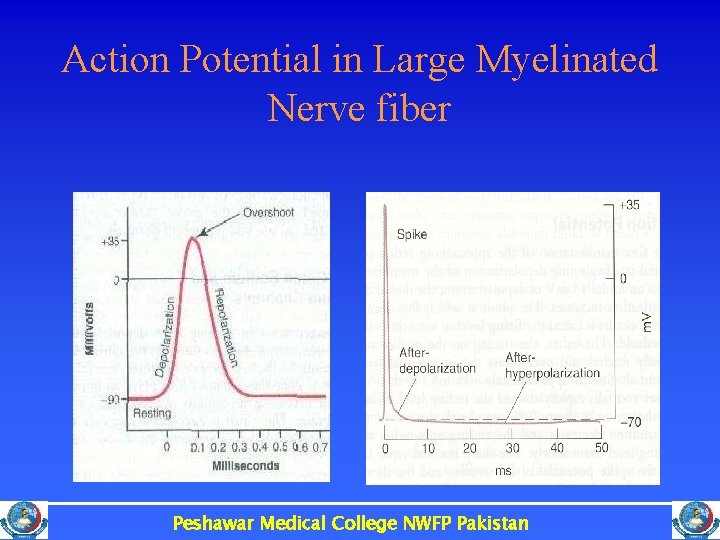 Action Potential in Large Myelinated Nerve fiber Peshawar Medical College NWFP Pakistan 