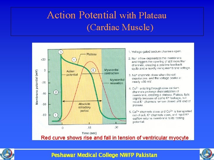 Action Potential with Plateau (Cardiac Muscle) Red curve shows rise and fall in tension