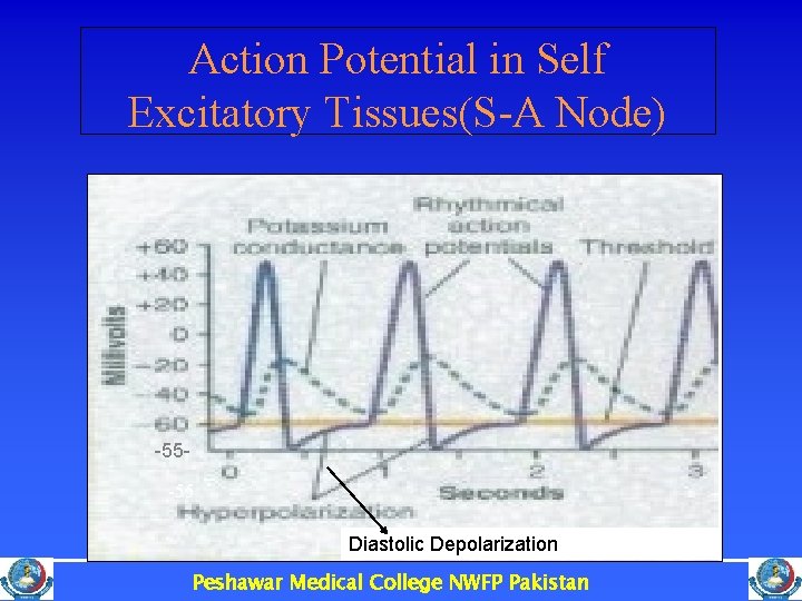 Action Potential in Self Excitatory Tissues(S-A Node) -55 -55 Diastolic Depolarization) Peshawar Medical College