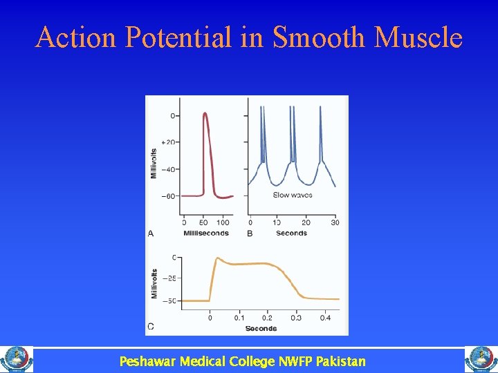 Action Potential in Smooth Muscle Peshawar Medical College NWFP Pakistan 