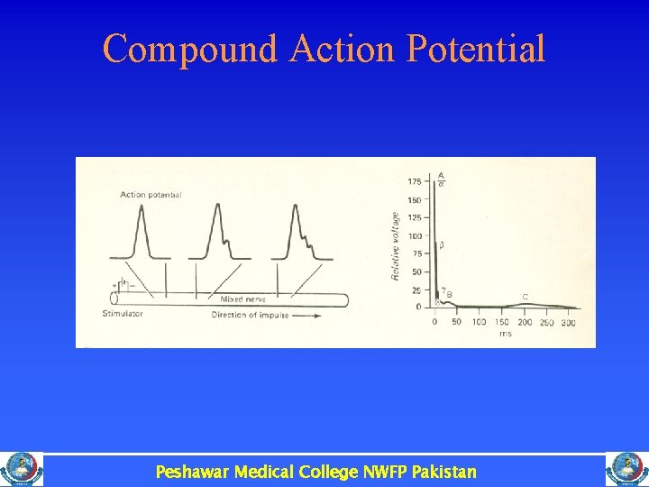 Compound Action Potential Peshawar Medical College NWFP Pakistan 