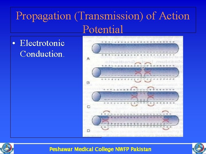 Propagation (Transmission) of Action Potential • Electrotonic Conduction. Peshawar Medical College NWFP Pakistan 