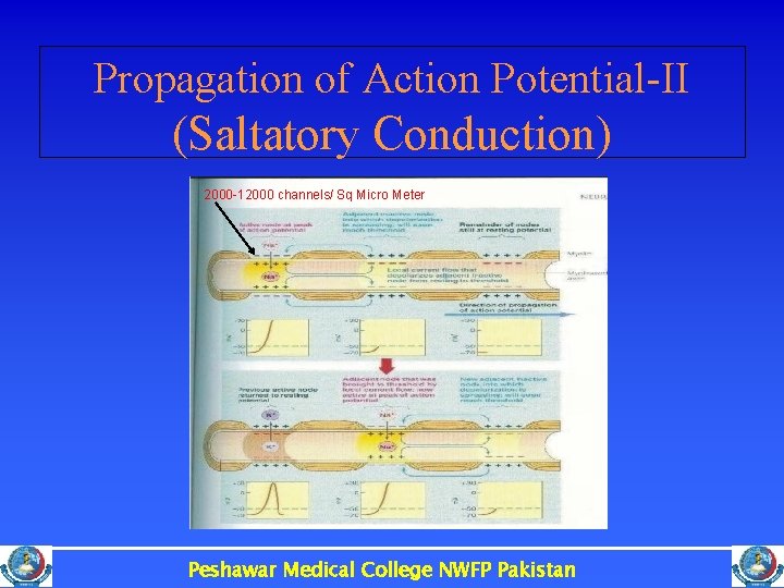 Propagation of Action Potential-II (Saltatory Conduction) 2000 -12000 channels/ Sq Micro Meter Peshawar Medical
