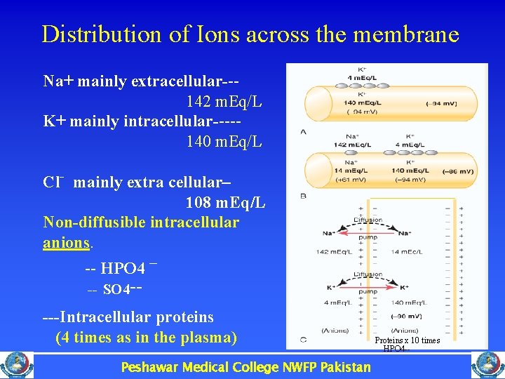 Distribution of Ions across the membrane Na+ mainly extracellular--142 m. Eq/L K+ mainly intracellular----140